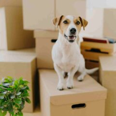 Moving-With-Pets