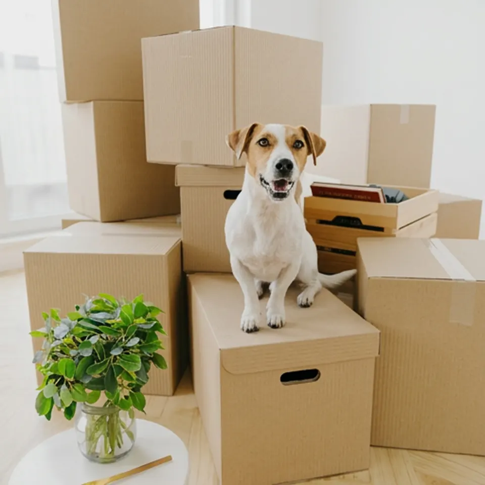 Checklist Pets